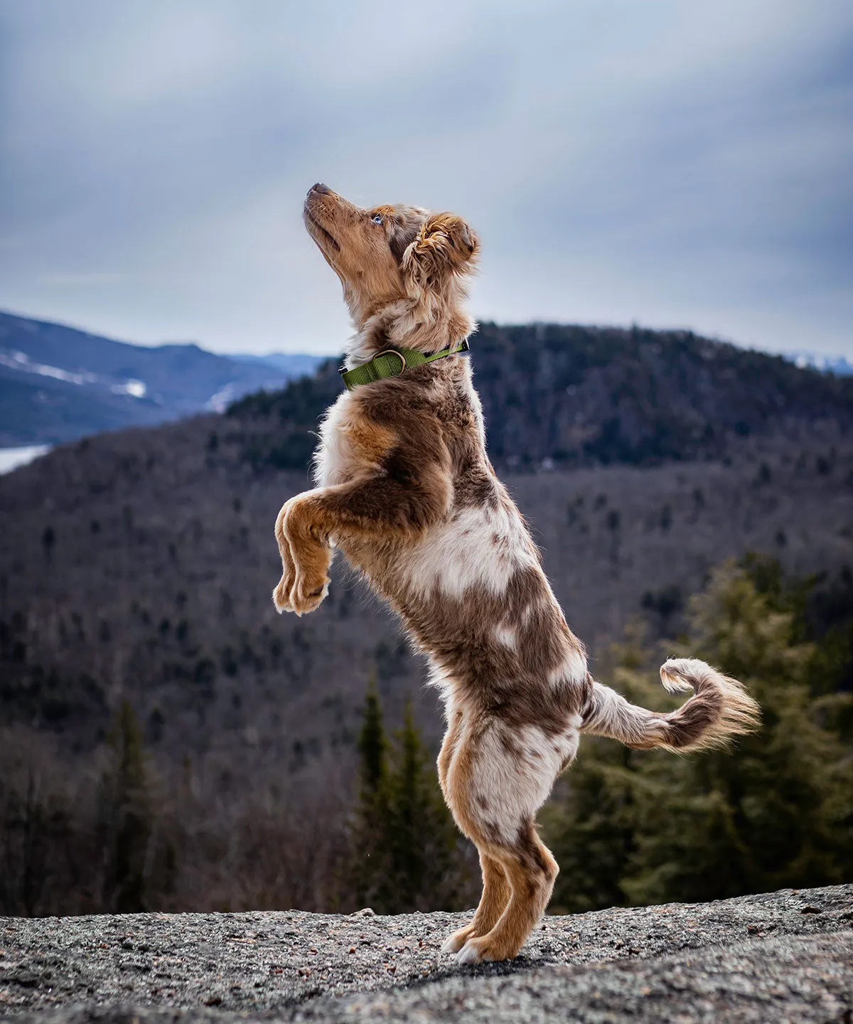 Scout Collar - Hunter Green