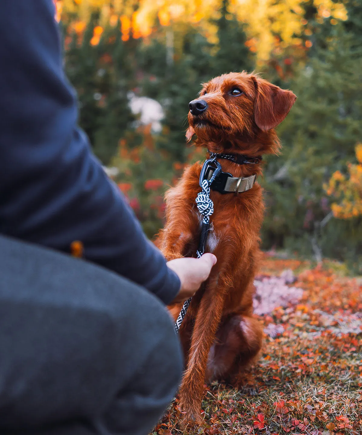 Scout Collar - Hunter Green