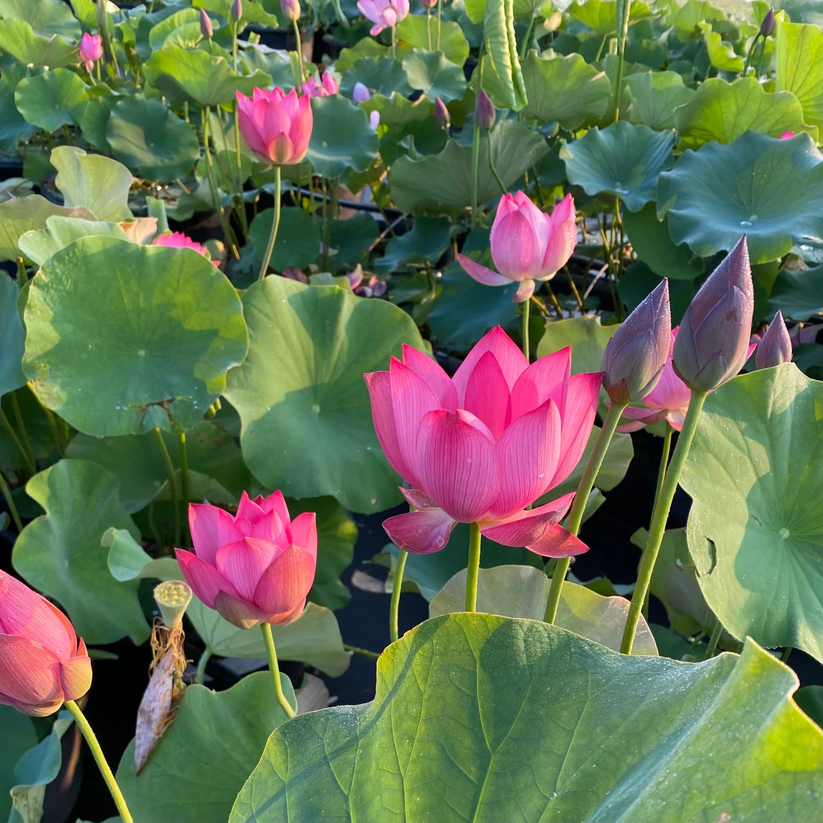 Shoot Fire Lotus  <br>  Beautiful color, beautiful flowers, beautiful seed pods!