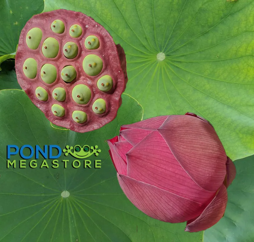 Shoot Fire Lotus  <br>  Beautiful color, beautiful flowers, beautiful seed pods!