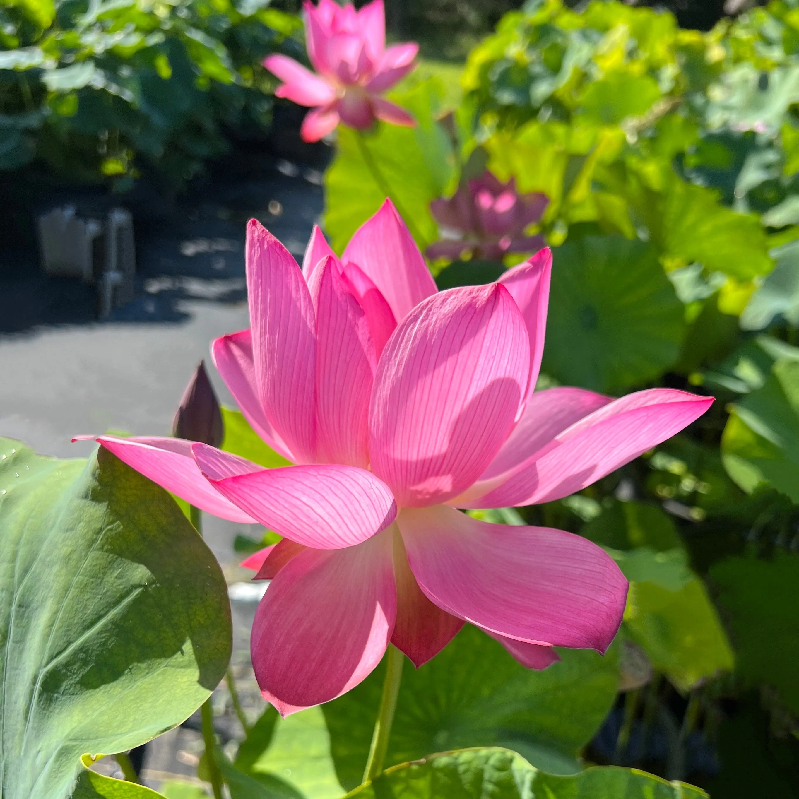 Shoot Fire Lotus  <br>  Beautiful color, beautiful flowers, beautiful seed pods!